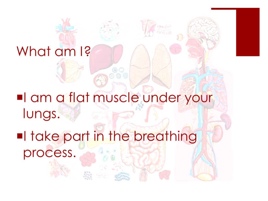 What am I? I am a flat muscle under your lungs. I take part